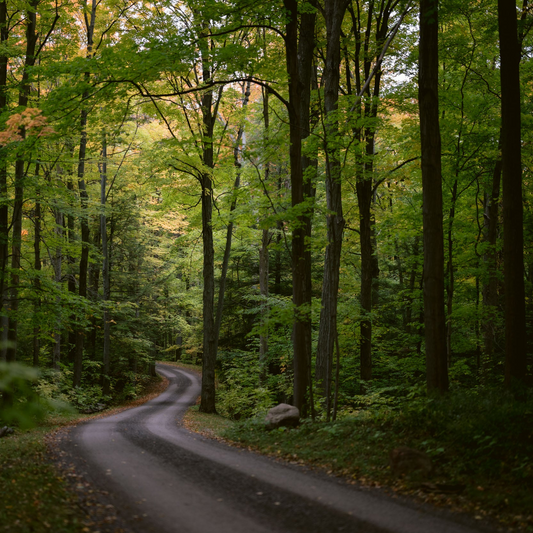 Primal Priming: An Immersive Pre-Coaching Experience