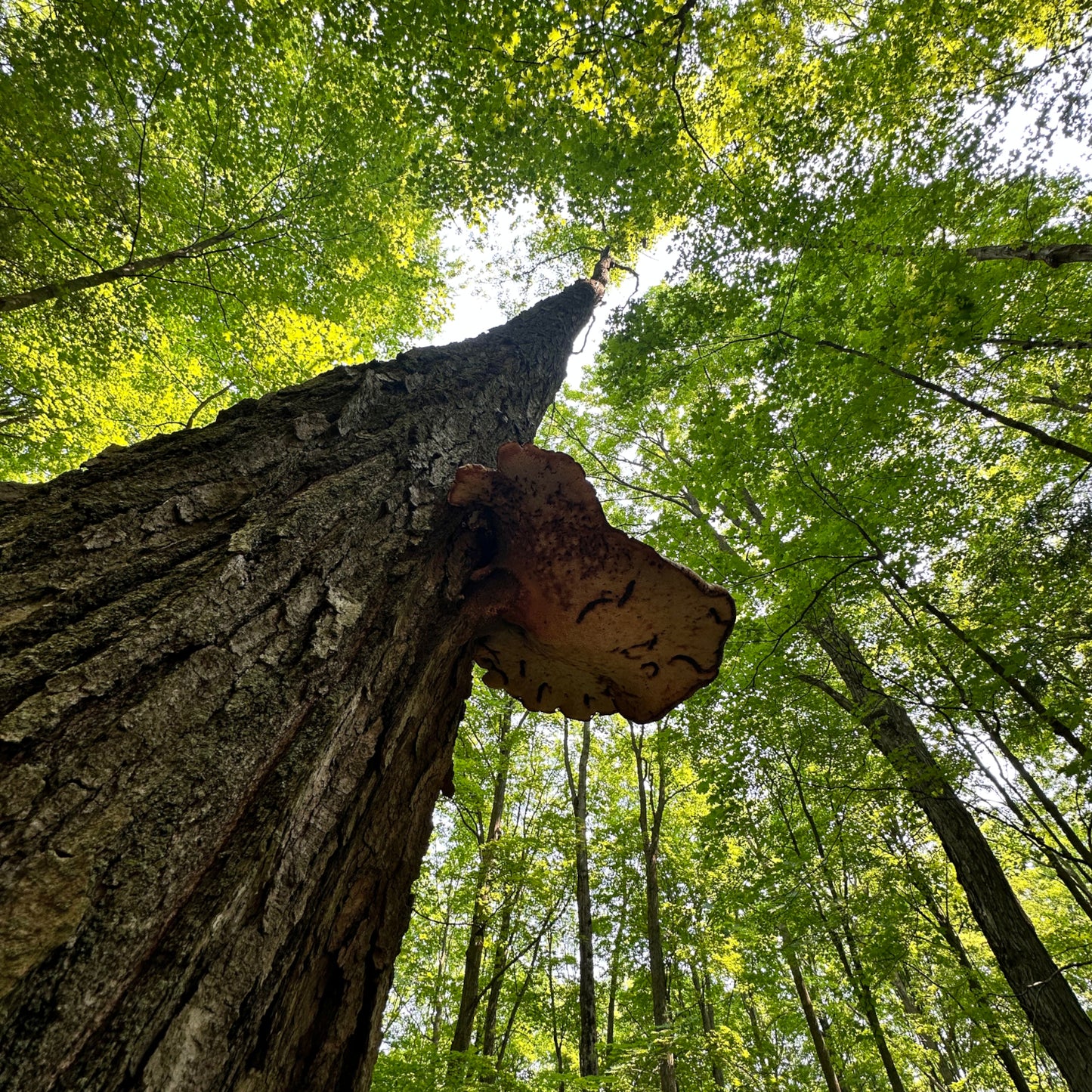 PRIMAL: A 2-Day Immersion for Leaders & Change Makers